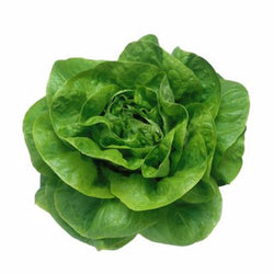 Selada Butterhead - Butterhead Lettuce / 500gr