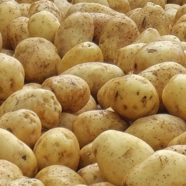 Kentang sedang - medium potatoes / 500gr