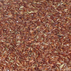 Beras Merah Organik - Organic Red Rice / kg