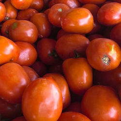Tomat Besar - Large Tomatoes / 500gr