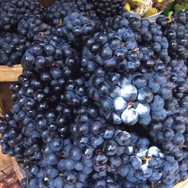 Anggur Bali - Bali Black Grapes / kg