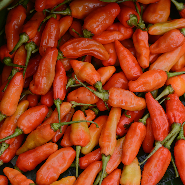 Cabe Rawit - Small Red Chili Peppers / 250gr