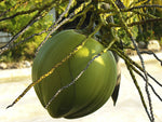 Kelapa Muda - Young Coconut /pcs