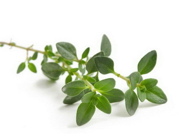 Daun Thyme - Fresh Thyme Leaf / 100gr