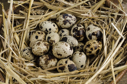 Telur Puyuh - Quail Eggs /crate