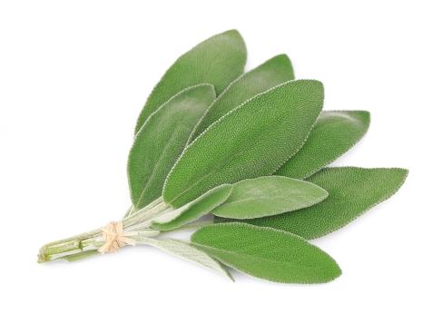 Daun Sage - Sage Leaf / 100gr