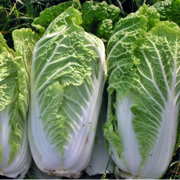 Sawi Putih Organik - Organic Chinese Cabbage / kg