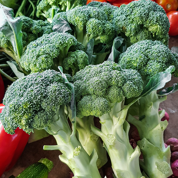 Brokoli Organik - Organic Broccoli / 500g