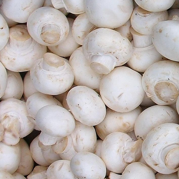 Jamur Kancing - Button Mushrooms / 250g