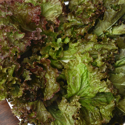 Selada Lollo Rossa Organik - Organic Red Leaf Lettuce / 500gr
