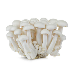 Jamur Shimeji Putih - White Shimeji Mushroom / pack
